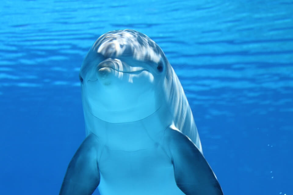 УНИКАЛНИ КАДРИ! Подводна среща с делфини в близост до Ахтопол! ЩЕ ОСТАНЕТЕ БЕЗ ДЪХ! (СНИМКИ)
