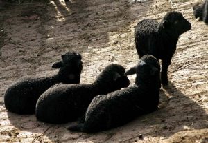 Ной от XXI век: Сидер и Атила спасяват каракачански породи куче, овца и кон в тяхната ферма