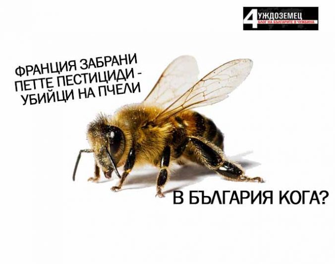 Добра новина! Франция забрани петте пестициди – убийци на пчели. България кога?