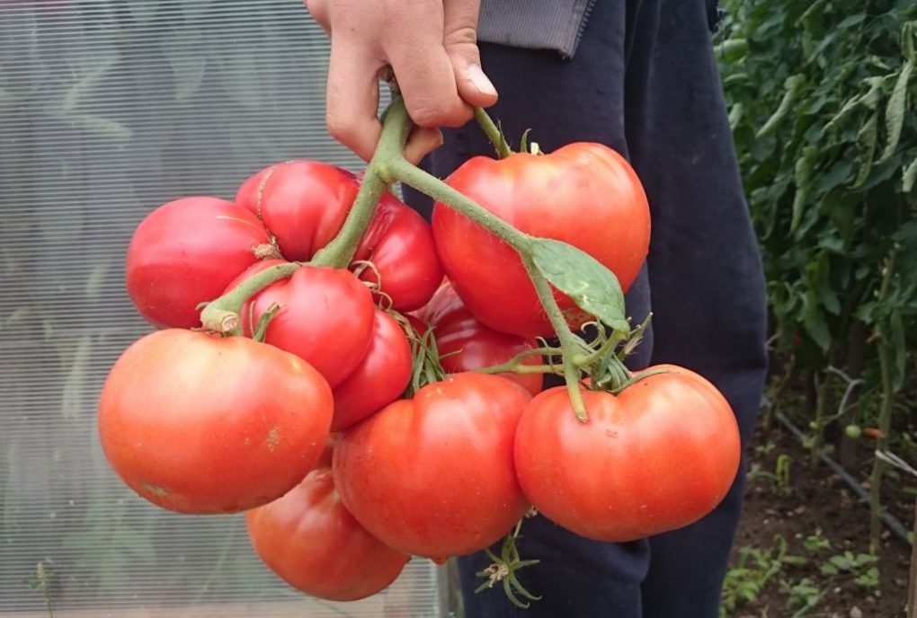 Доматите ги подхранвам за едно лято така 3 пъти: Клоните се превиват от едри домати чак до октомври