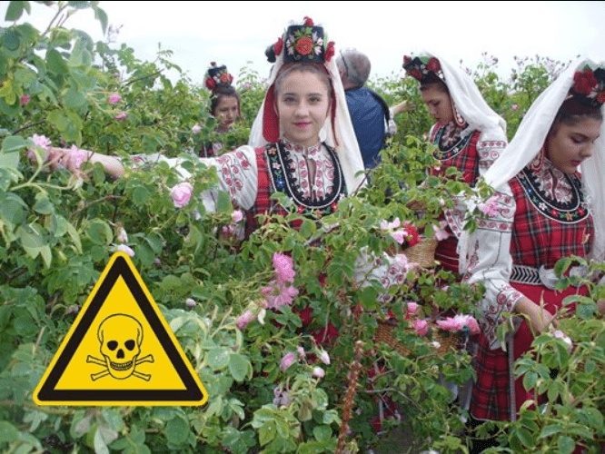 ЕК с пореден шамар: Българското розово масло било токсичен продукт!